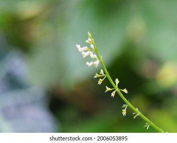 54 imágenes de Plectranthus verticillatus - Imágenes, fotos y vectores de  stock | Shutterstock