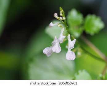 54 imágenes de Plectranthus verticillatus - Imágenes, fotos y vectores de  stock | Shutterstock