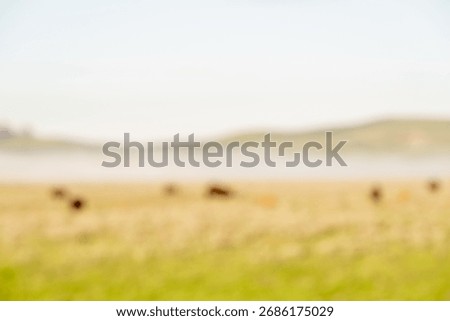 Blurred Focus Of Grazing Bison