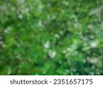 blurred foilage, frog eye angle view, available background