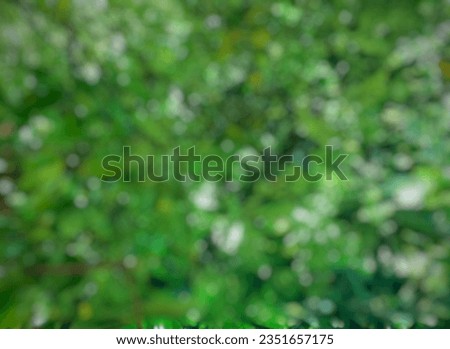 blurred foilage, frog eye angle view, available background