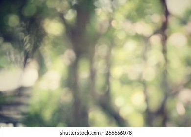 Blurred Forest