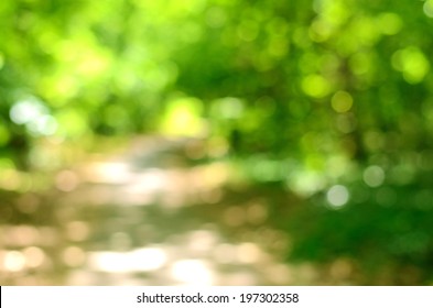 Blurred Forest Background, Natural Bokeh 