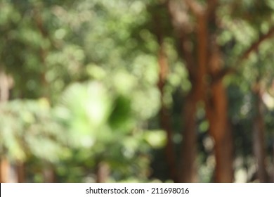 Blurred Forest Background - Natural Bokeh