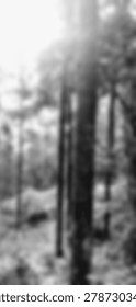 Blurred forest trees background with soft natural sunlight filtering through the dense green woodland canopy foliage