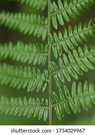 Blurred Fractal Pattern Fern Leaves