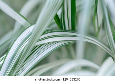 blurred grass background for design