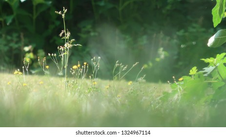 blurred grass field