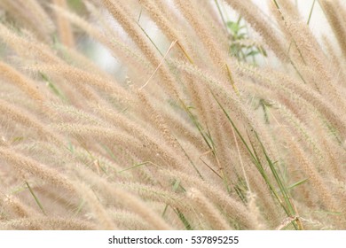 Blurred Grass flowers yellow gold background, Wallpaper Grass hay flowers abstract - Shutterstock ID 537895255