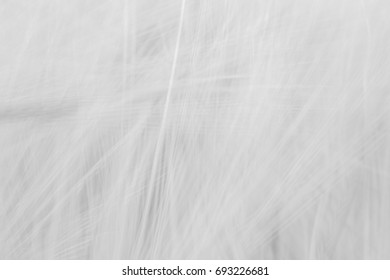 Blurred gray abstract background with a predominance of lines based on a plant - Shutterstock ID 693226681