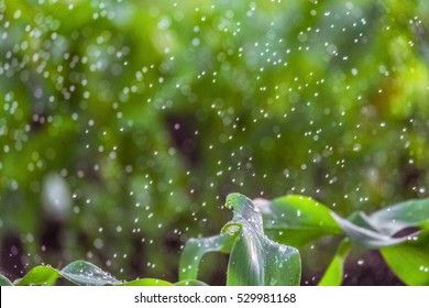 Blurred green background irrigation of corn stalks with falling water drops. - Shutterstock ID 529981168
