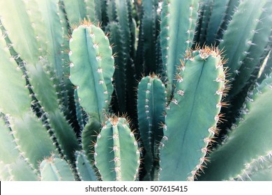 Blurred Green Cactus closeup. Green San Pedro Cactus, thorny fast growing hexagonal shape Cacti perfectly close captured in the desert. Selective Focus. Concept background. - Powered by Shutterstock