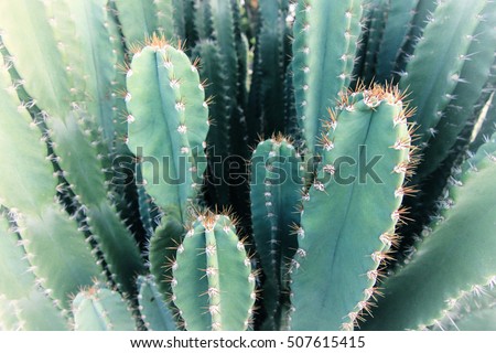 Blurred Green Cactus closeup. Green San Pedro Cactus, thorny fast growing hexagonal shape Cacti perfectly close captured in the desert. Selective Focus. Concept background.
