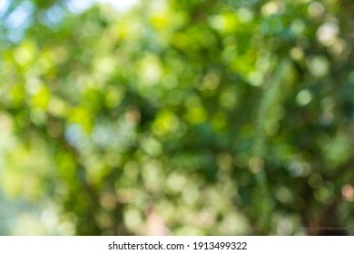 Blurred  Green  Foliage  Tree  Bokeh  Background