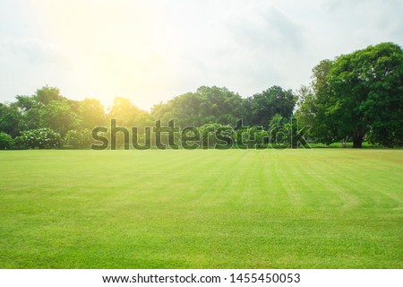 Blurred green lawn and sunlight