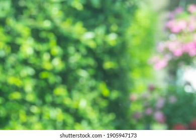 Blurred Green Leaves Background Of Garden, See Through Blurred Mosquito Wire Screen, Can Use Be Background