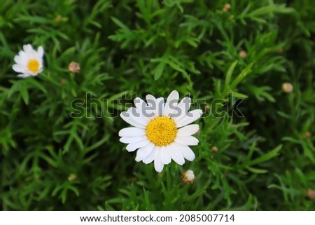 Blurred green leaves background with a lovely white daisy flower. Space for adding text.