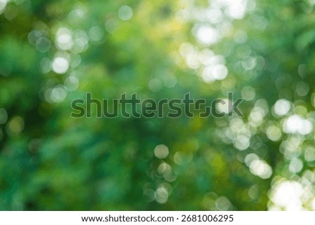 Blurred green tree leaf forest sunshine light bokeh, Abstract nature background
