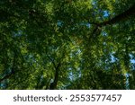 Blurred greenery leaves of tree forest. Selective focus. Fresh green background for summer design. Green bokeh nature background. Green bokeh. Blurred nature bokeh for the background.