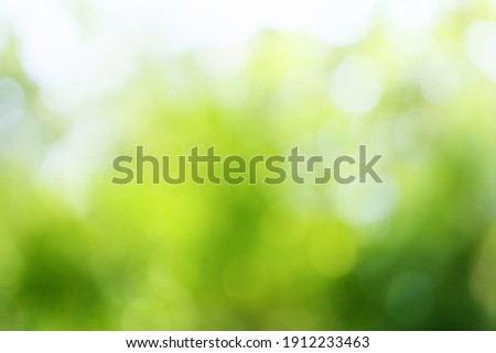 Blurred greenery leaves of tree forest