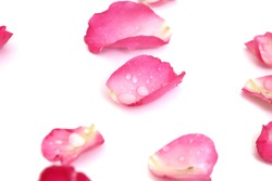 Blurred A Group Of Sweet Pink Rose Corollas With Droplets On White Isolated Background