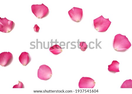 Blurred a group of sweet pink rose corollas on white isolated background 