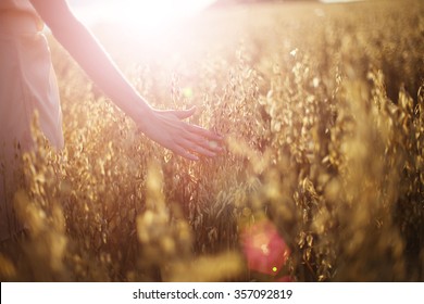 Blurred hand touching wheat spikes with her hand at sunset 