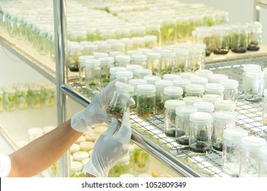 Blurred Hand Working In Life Science Laboratory. Plants Growing In Glass Pot. Biology Laboratory Plants. Plants Science In Lab.