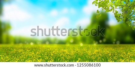 blurred idyllic springtime landscape, blue sky and flower meadow under the leaf branch, a carpet of yellow cheerful blossoms, blurred spring background