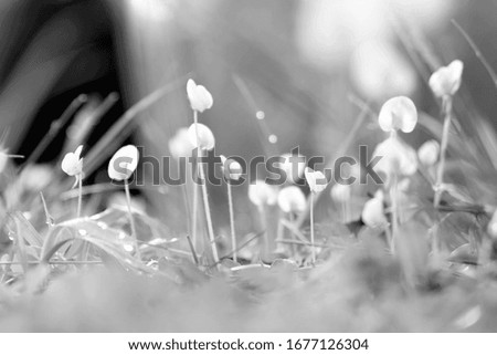 Similar – Image, Stock Photo grass stain Plant Flower