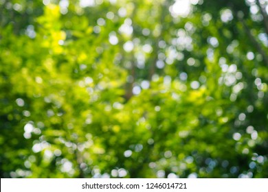 Blurred Image Of Beautiful Green Trees In The Park.Fresh Variety Shades Of Green And Beautiful Summer Sunlight.