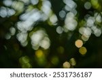 Blurred image of cool trees light  background created in camera with a macro lens with overlapping bokeh octagonal shapes soft edges light and dark areas with room for copy and text