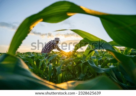 Blurred image. Farmers use tablets to analyze data and experiment with growing corn. AI data innovation improves cultivation efficiency for quality. Analysis of farmer corn farming agriculture concept