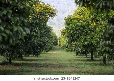 Blurred image of fruit orchards, mangosteen orchards that look clean and clear, greenery, organic gardens. - Powered by Shutterstock