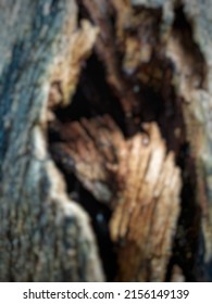 Blurred Image Of Hollow Tree Trunk