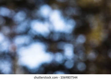 blurred image Lone Pine in Forest focus concept