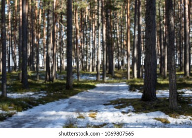 blurred image Lone Pine in Forest focus concept
