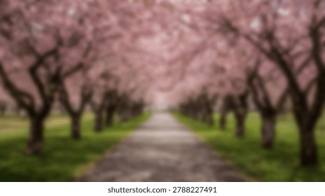 A blurred image of a path lined with cherry blossom trees in full bloom during springtime. The pink blossoms create a beautiful canopy.