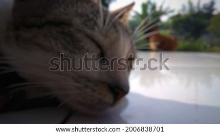 Blurred image of Sleeping Cat