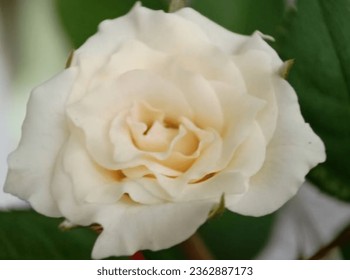 Blurred image of White huge airy rose, macro-festive background for wedding invitation