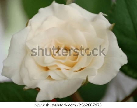 Blurred image of White huge airy rose, macro-festive background for wedding invitation