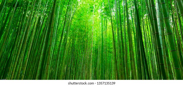 Blurred images of bamboo forest in Arashiyama,Kyoto,Japan.Bamboo Background. kyoto lanndmarks. - Powered by Shutterstock