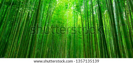 Blurred images of bamboo forest in Arashiyama,Kyoto,Japan.Bamboo Background. kyoto lanndmarks.