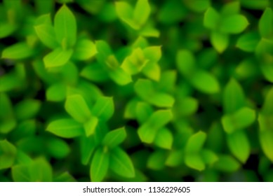 Blurred images of Top view, green leaves, dense green lush. - Shutterstock ID 1136229605