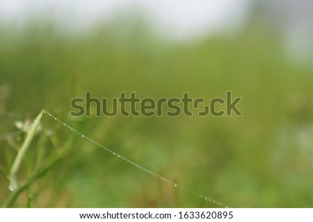 Similar – Image, Stock Photo a little flower blooms on a grassy meadow