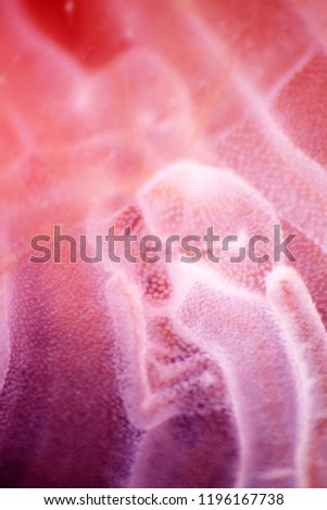 Blurred. jellyfish macro structure of the outer epidermis, middle mesoglea, and the inner gastrodermis and water. One of the oldest animals on earth