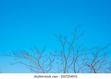 Blurred Leafless tree branches during winter on sky blue or azure sky. Tree branch is woody structural member connected to but not part of the central trunk of a tree