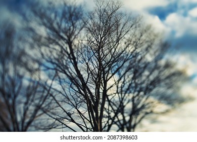 Blurred Leafless Zelkova Tree In A Park
