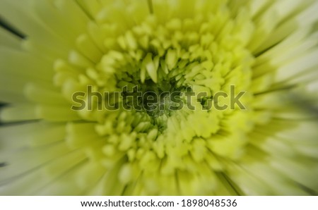 Similar – Image, Stock Photo soon Tagetes will bloom