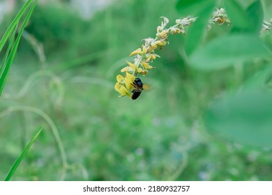 Blurred Motion Of A Wasp Perching On A Flower Of Crotalaria Mucronata